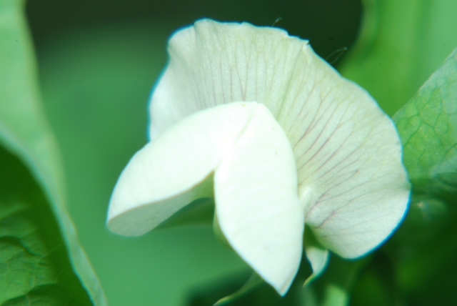 Lathyrus ochrus